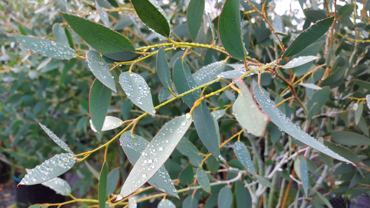 Eucalyptus EO