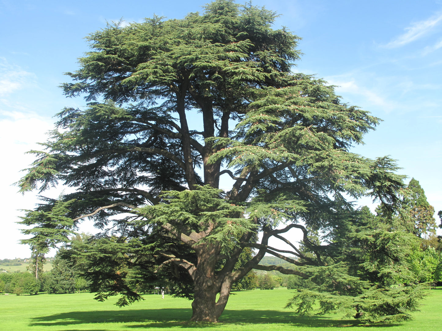 Cedarwood Atlas EO