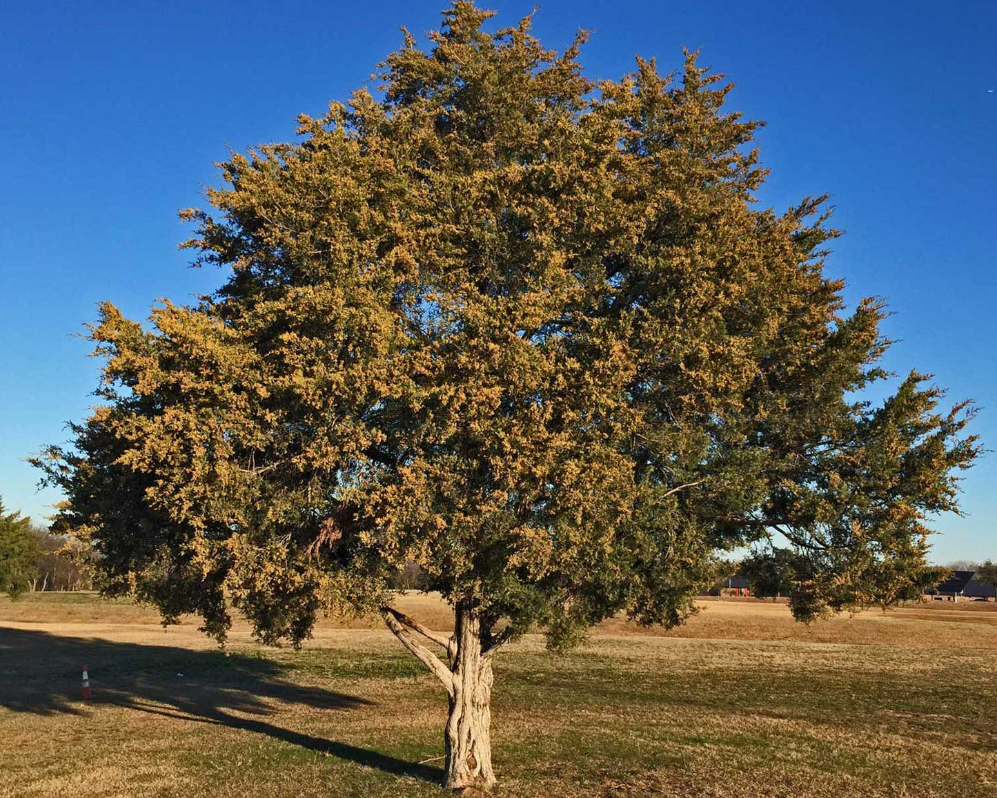 Cedarwood Virginiana EO