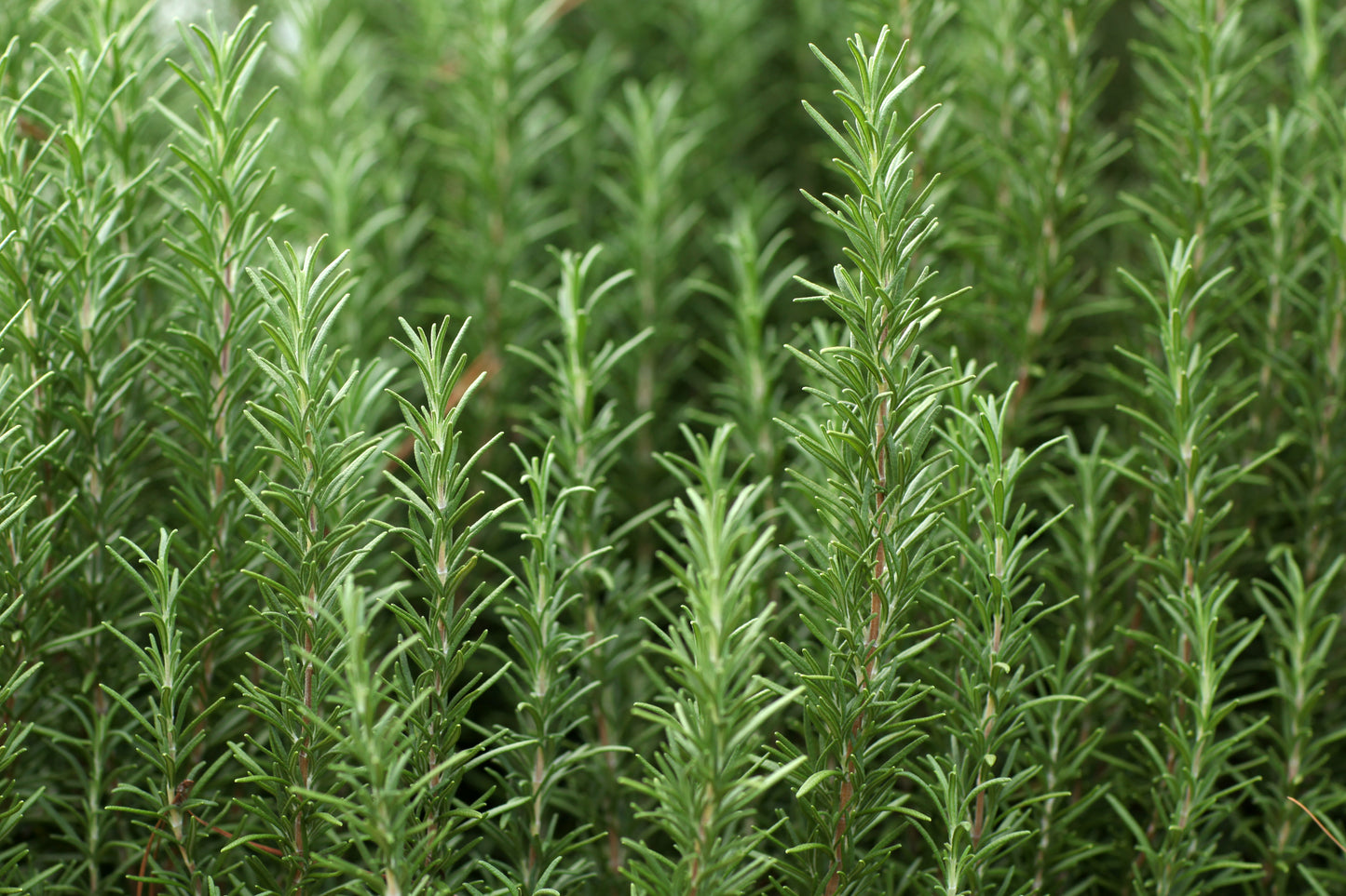 Rosemary Cineole EO