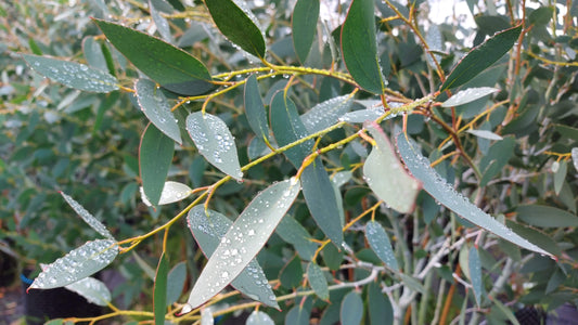 Eucalyptus EO