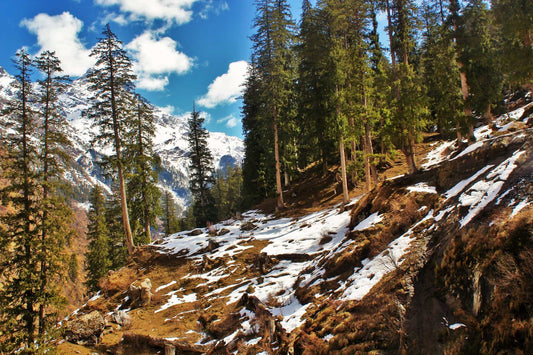 Cedarwood HIMALAYAN EO