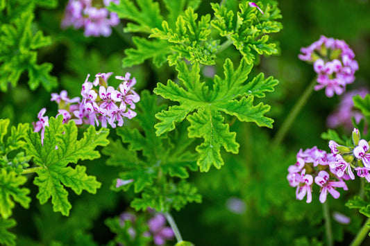 Geranium EO
