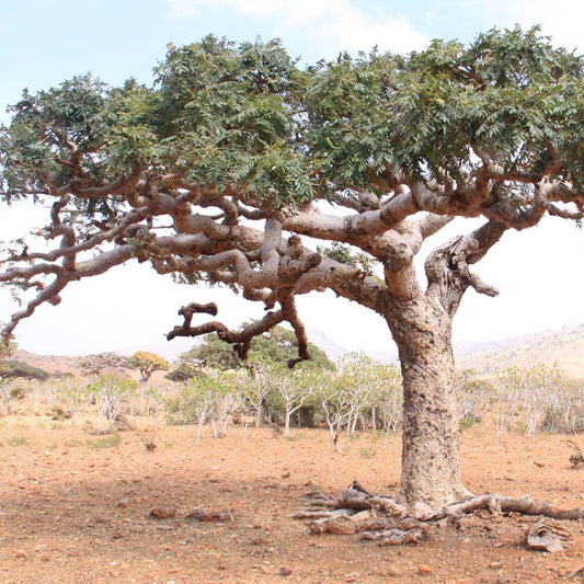 Frankincense Serrata EO